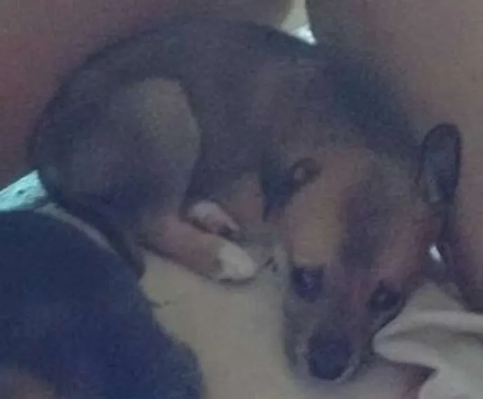 Cachorro ra a Sem Raça Definida idade 2 a 6 meses nome Marley