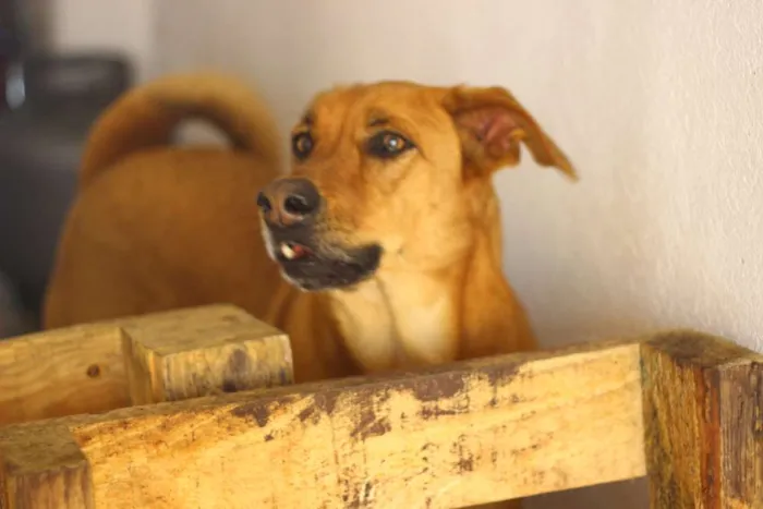 Cachorro ra a Vira-Lata idade 4 anos nome Katriel e Spock