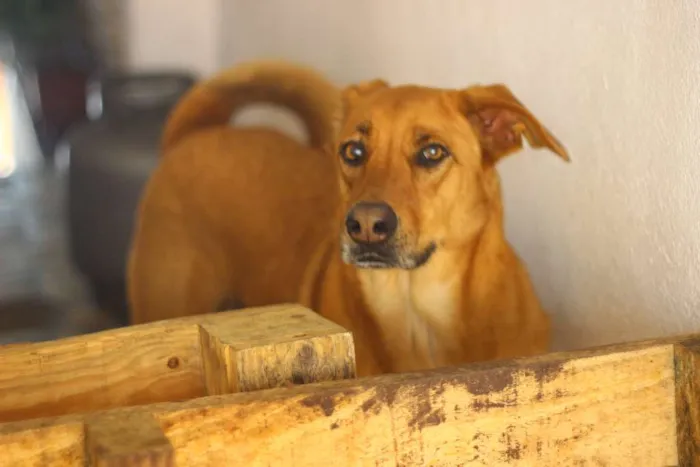 Cachorro ra a Vira-Lata idade 4 anos nome Katriel e Spock