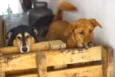 Katriel e Spock