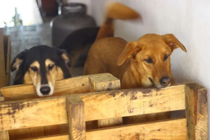 Cachorro ra a Vira-Lata idade 4 anos nome Katriel e Spock
