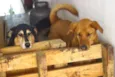 Katriel e Spock