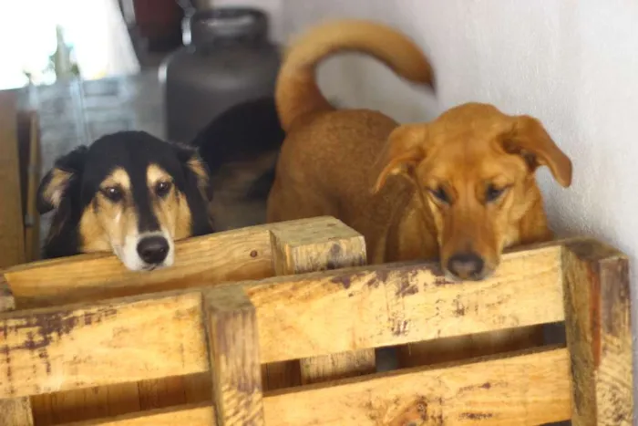Cachorro ra a Vira-Lata idade 4 anos nome Katriel e Spock