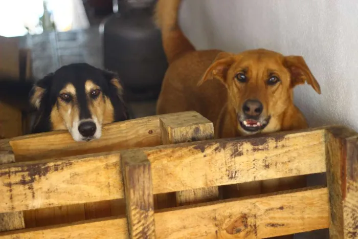 Cachorro ra a Vira-Lata idade 4 anos nome Katriel e Spock