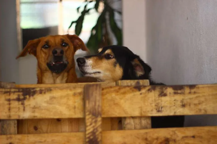 Cachorro ra a Vira-Lata idade 4 anos nome Katriel e Spock
