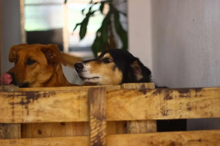 Cachorro ra a Vira-Lata idade 4 anos nome Katriel e Spock