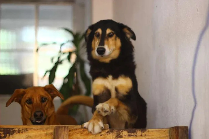 Cachorro ra a Vira-Lata idade 4 anos nome Katriel e Spock