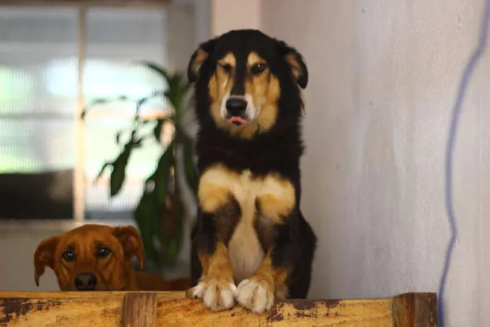 Cachorro ra a Vira-Lata idade 4 anos nome Katriel e Spock