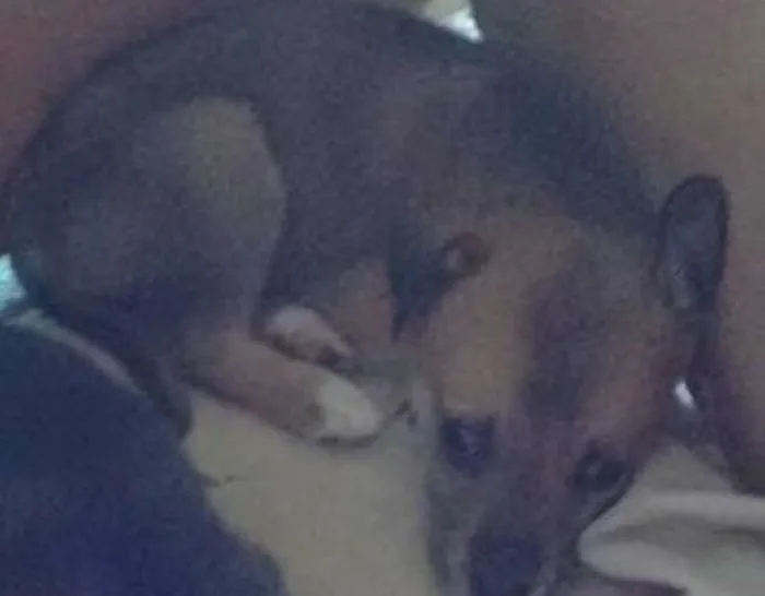 Cachorro ra a Sem Raça Definida idade 2 a 6 meses nome Marley