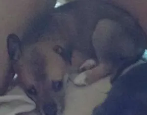 Cachorro raça Sem Raça Definida idade 2 a 6 meses nome Marley