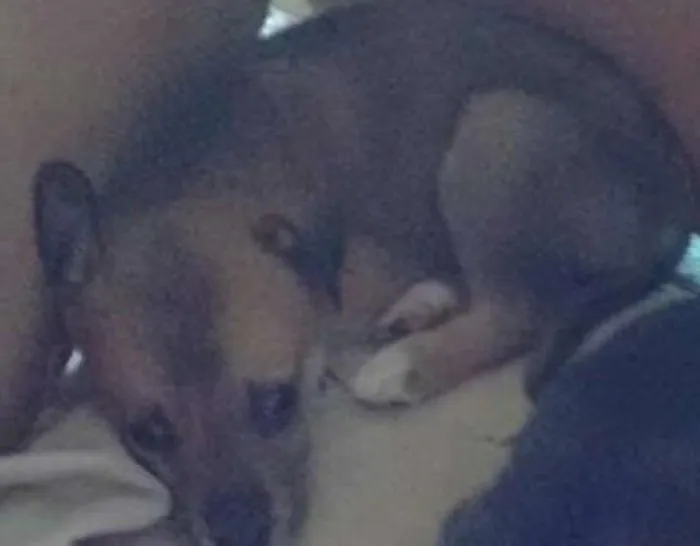Cachorro ra a Sem Raça Definida idade 2 a 6 meses nome Marley