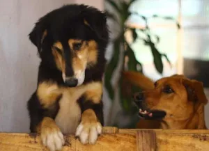 Cachorro raça Vira-Lata idade 4 anos nome Katriel e Spock