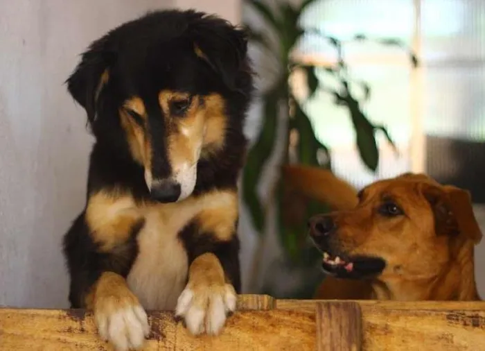Cachorro ra a Vira-Lata idade 4 anos nome Katriel e Spock