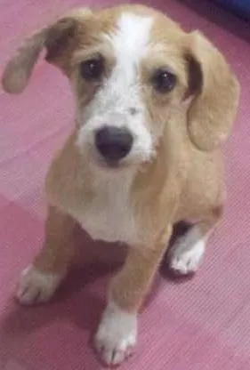 Cachorro ra a SRD idade Abaixo de 2 meses nome Ainda não tem