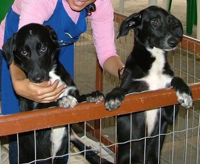 Cachorro raça SRD idade 7 a 11 meses nome Big e Plus