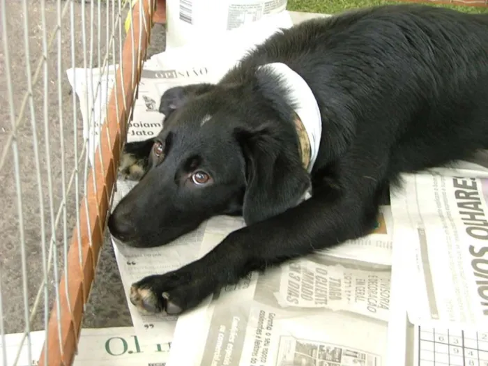Cachorro raça SRD idade 7 a 11 meses nome Big e Plus