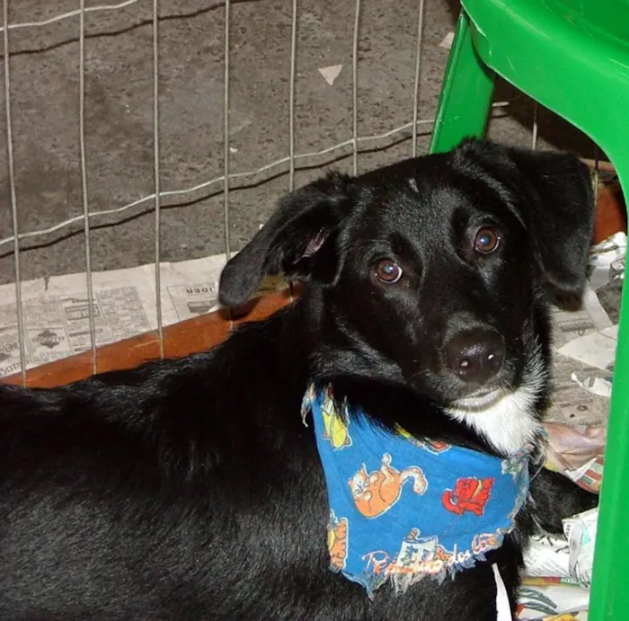 Cachorro raça SRD idade 7 a 11 meses nome Big e Plus