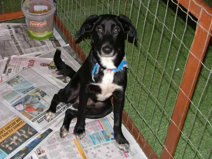 Cachorro raça SRD idade 7 a 11 meses nome Big e Plus