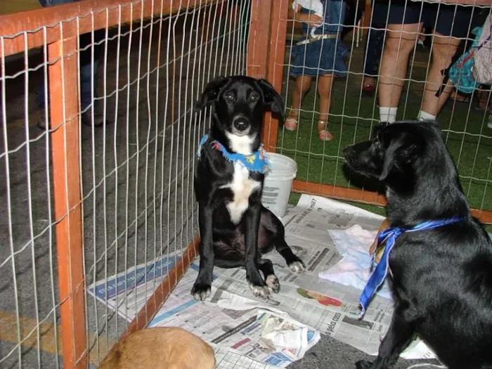 Cachorro raça SRD idade 7 a 11 meses nome Big e Plus