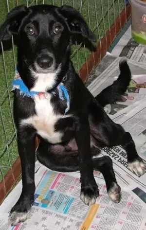 Cachorro raça SRD idade 7 a 11 meses nome Big e Plus
