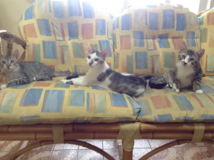 Gato ra a Gatos idade 2 a 6 meses nome Alfredo, Pitoco e C