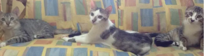 Gato ra a Gatos idade 2 a 6 meses nome Alfredo, Pitoco e C