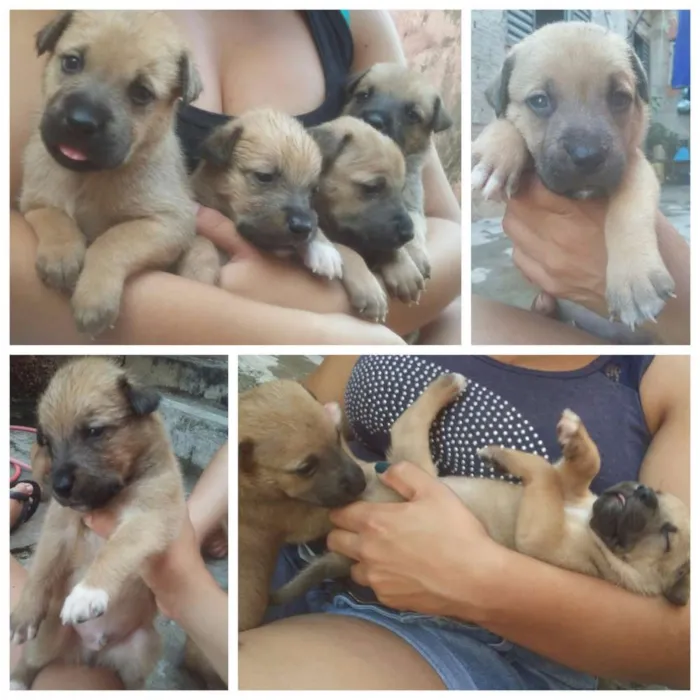 Cachorro ra a Mestiço idade Abaixo de 2 meses nome Sem nome