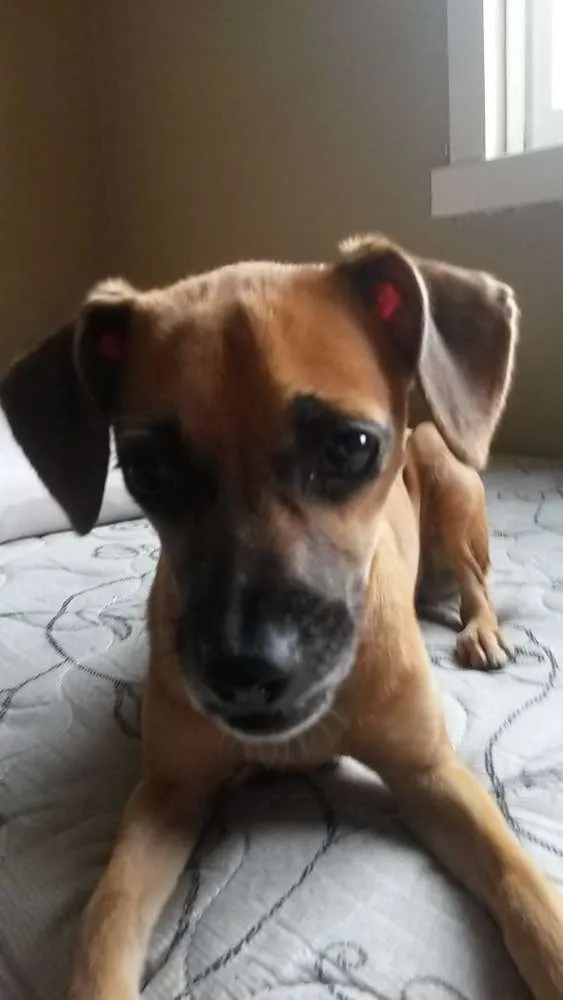 Cachorro ra a SRD idade 7 a 11 meses nome Nina