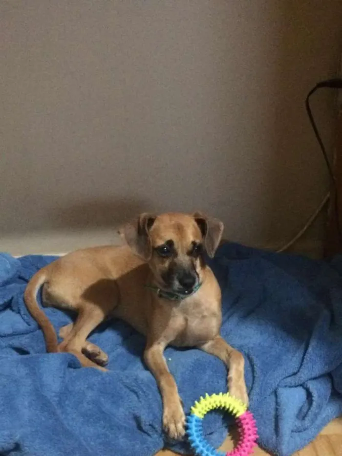 Cachorro ra a SRD idade 7 a 11 meses nome Nina