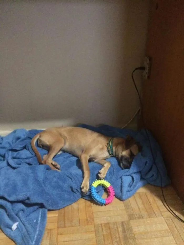 Cachorro ra a SRD idade 7 a 11 meses nome Nina