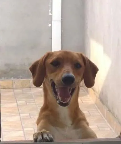 Cachorro ra a Vira lata idade 3 anos nome Scooby