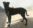 Bug