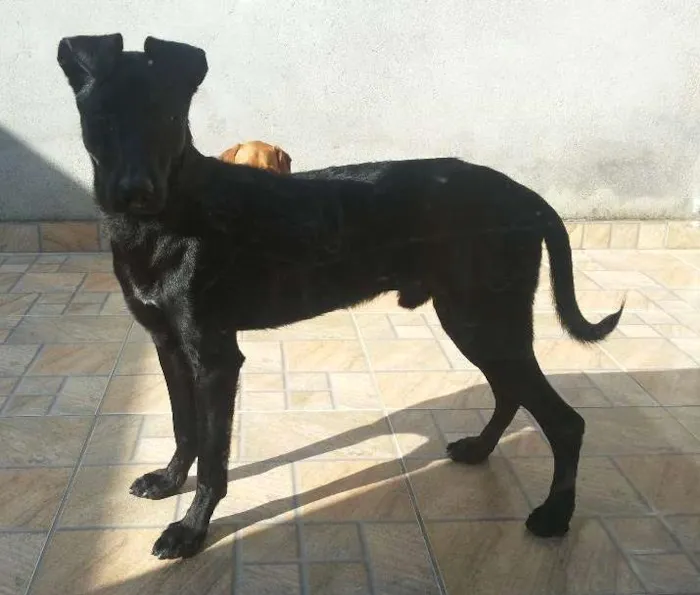 Cachorro ra a Vira lata idade 2 anos nome Bug