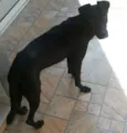Bug