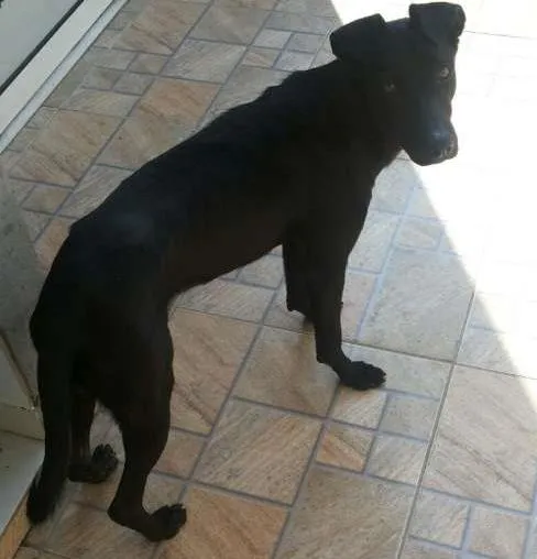 Cachorro ra a Vira lata idade 2 anos nome Bug
