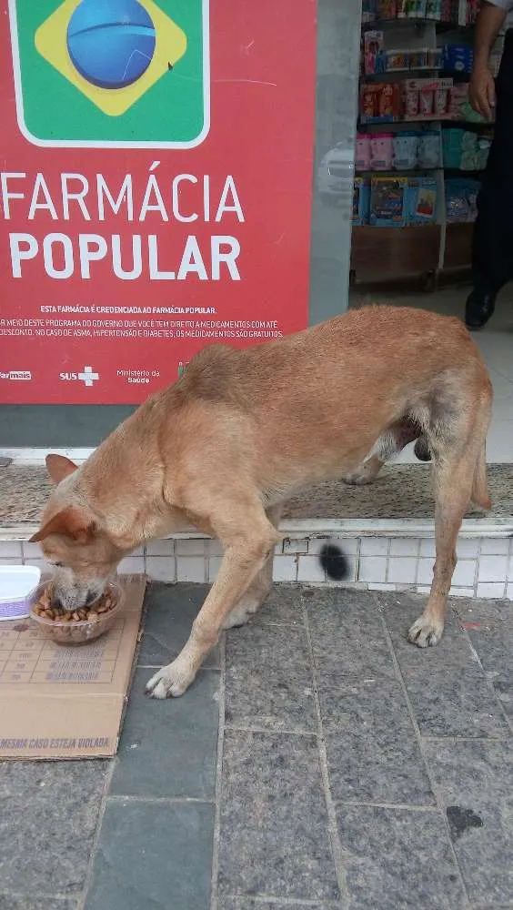 Cachorro ra a srd idade 2 anos nome sem nome