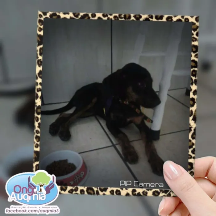 Cachorro ra a SRD idade 2 a 6 meses nome Pipo