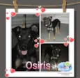 Osiris