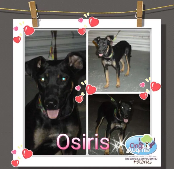 Cachorro ra a SRD idade 7 a 11 meses nome Osiris
