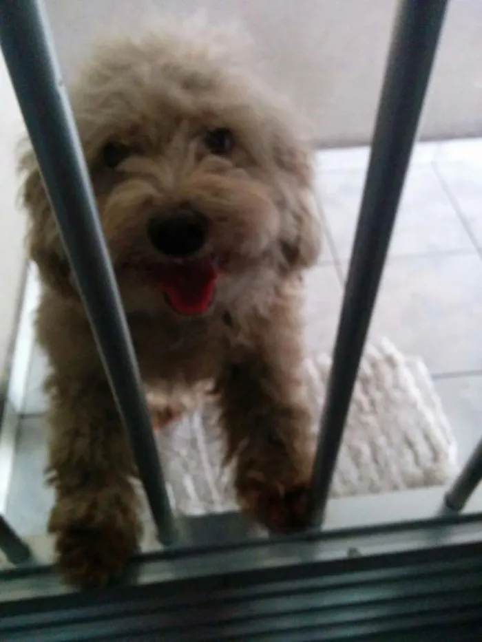 Cachorro ra a Poodle idade 4 anos nome Hanna