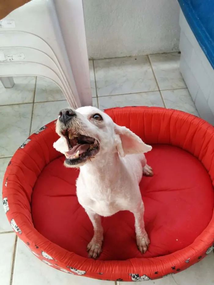 Cachorro ra a Poodle idade 4 anos nome Hanna