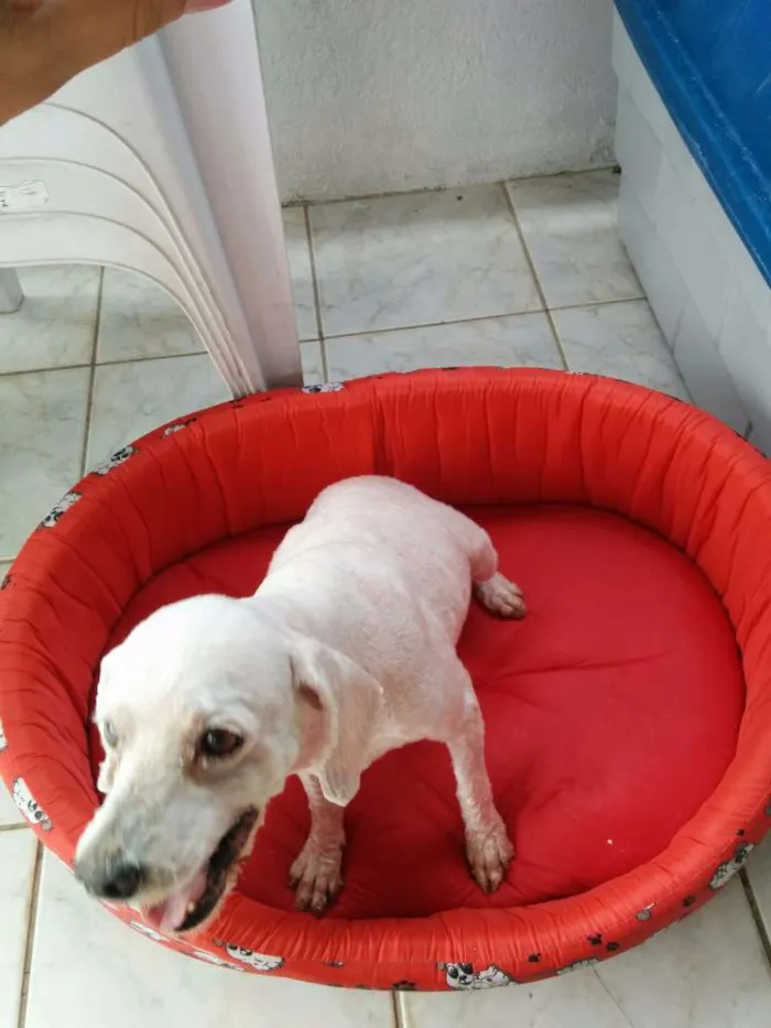 Cachorro ra a Poodle idade 4 anos nome Hanna