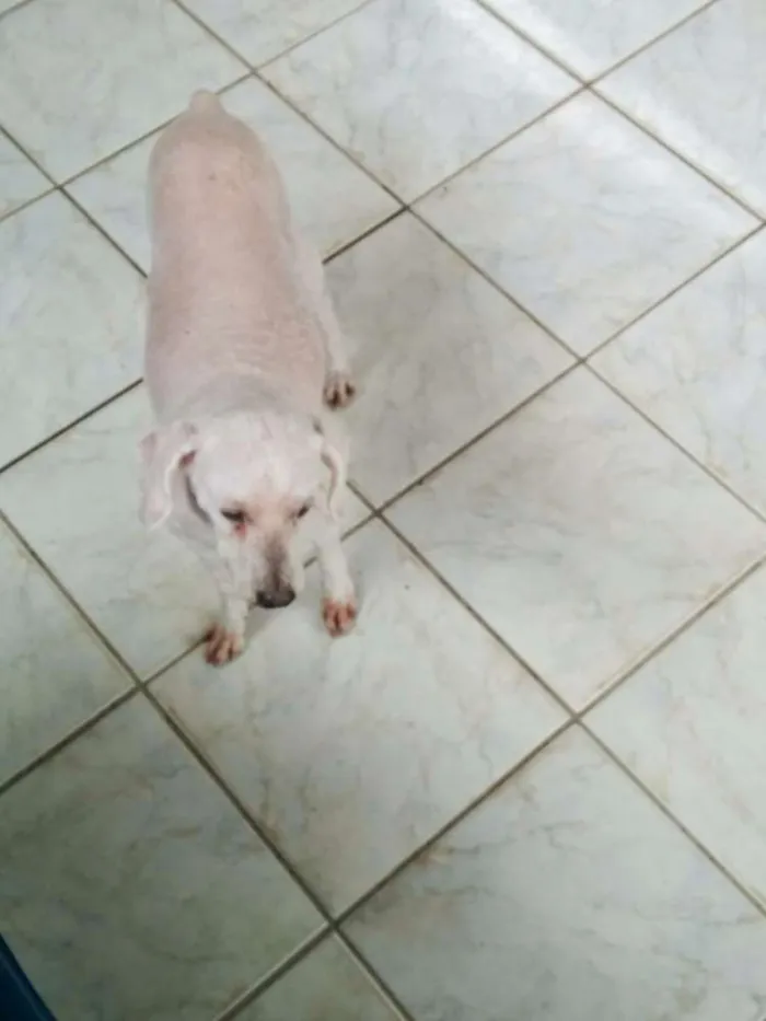 Cachorro ra a Poodle idade 4 anos nome Hanna