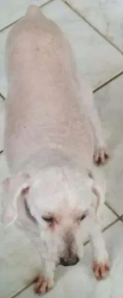 Cachorro ra a Poodle idade 4 anos nome Hanna