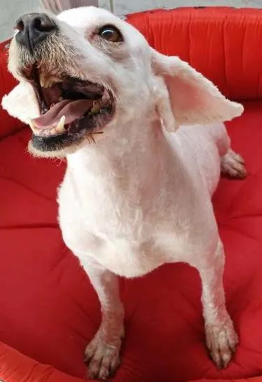 Cachorro ra a Poodle idade 4 anos nome Hanna
