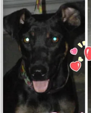 Cachorro raça SRD idade 7 a 11 meses nome Osiris