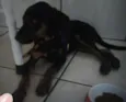 Pipo