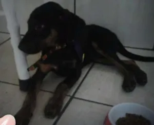 Cachorro raça SRD idade 2 a 6 meses nome Pipo