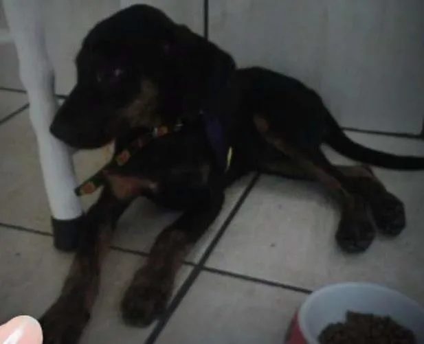 Cachorro ra a SRD idade 2 a 6 meses nome Pipo