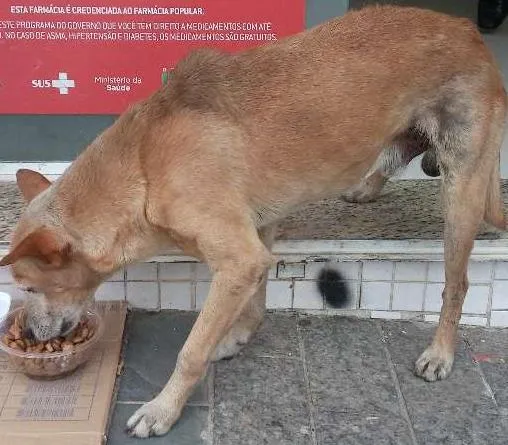 Cachorro ra a srd idade 2 anos nome sem nome